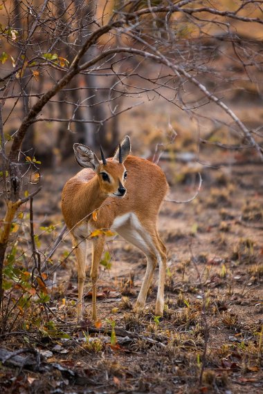 013 Timbavati Private Game Reserve, steenbok.jpg